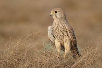 Common Kestrel (Falco tinnunculus), India