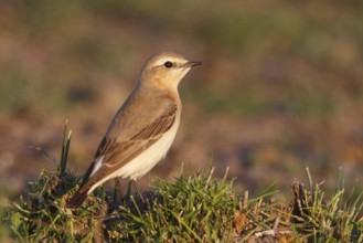 Isabelline Wheatear (Oenanthe isabellina), Greece