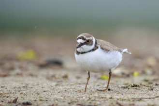 Little Ringed Plover (Charadrius dubius) female, North Rhine-Westphalia, Germany