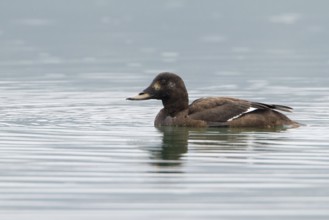 Velvet Scoter (Melanitta fusca) female, Krk, Croatia