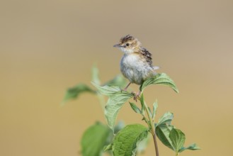 Zitting Cisticola (Cisticola juncidis) perched on a branch, Istria, Croatia