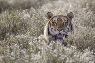 Bengal Tiger (Panthera tigris) male portrait in blooming meadow, captive, Philippolis, South Africa