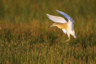 Squacco Heron (Ardeola ralloides) flying, Greece