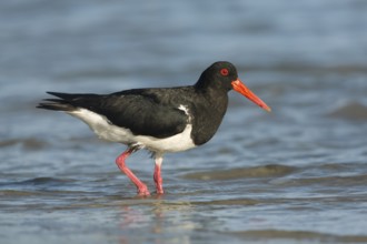 Pied Oystercatcher (Haematopus longirostris) foraging at shoreline, Victoria, Australia