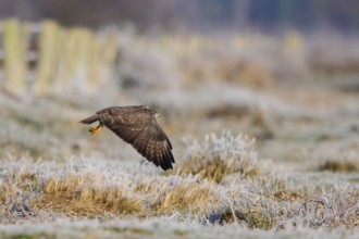 Common Buzzard (Buteo buteo) flying, North Rhine-Westphalia, Germany