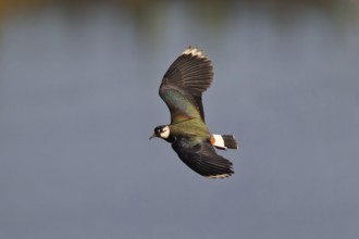 Northern Lapwing (Vanellus vanellus) flying, Thuringia, Germany