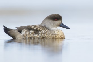 Patagonian Crested Duck (Lophonetta specularioides) on a small pond in the Falkland Islands