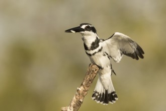 Pied Kingfisher (Ceryle rudis) male with fish in beak, Gambia