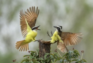 Great Kiskadee (Pitangus sulphuratus) wrangling, Texas, USA