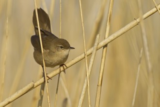 Savi's Warbler (Locustella luscinioides), Rhineland-Palatinate, Germany