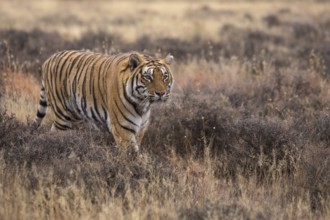 Bengal Tiger (Panthera tigris) adult walking in grassland, captive, Philippolis, South Africa