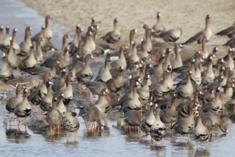 Greater White-fronted Goose (Anser albifrons) huge flock resting in water, North Rhine-Westphalia,