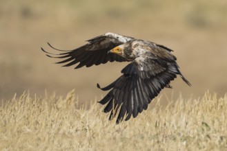 Egyptian Vulture (Neophron percnopterus) flying, Castile-La Mancha, Spain