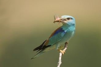 European Roller (Coracias garrulus) perched on a branch with insect in beak, Rome, Italy