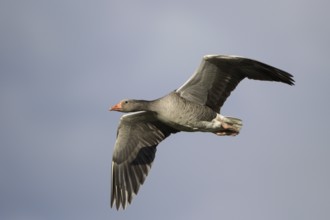 Graugans (Anser anser), Greylag goose, Altvogel im Flug, April, Insel Texel, Nordsee, Nordholland,