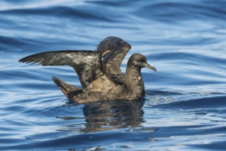 Sooty Shearwater (Ardenna grisea), Eilat, Israel