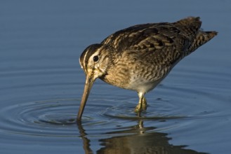 Swinhoe's Snipe (Gallinago megala), Western Australia, Australia