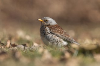 Fieldfare (Turdus pilaris), Lower Saxony, Germany