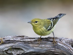 A fall plumage Blackpoll Warbler, Setophaga striata, perched in a wood near Saskatoon, Canada
