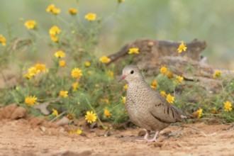 Common Ground Dove (Columbina passerina), Texas, USA