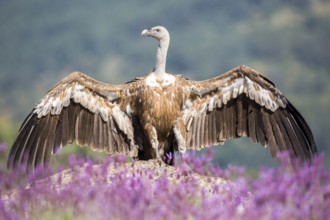 Griffon Vulture (Gyps fulvus) spreading wings in field, Madrid, Spain