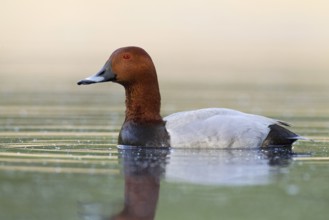 Common Pochard (Aythya ferina) male, Brandenburg, Germany