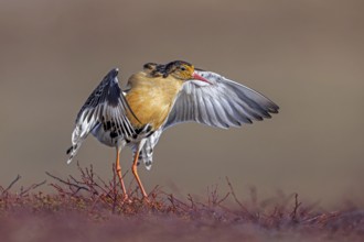 Ruff (Calidris pugnax) territorial male in breeding plumage displaying by flapping wings during
