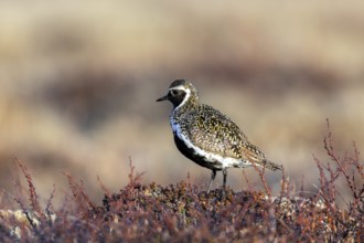 European golden plover, Eurasian golden plover (Pluvialis apricaria) male in breeding plumage on