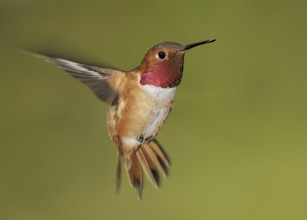 Rufous Hummingbird (Selasphorus rufus) male, British Columbia, Canada