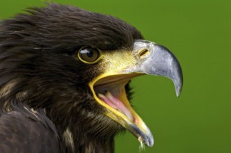 Bald Eagle (Haliaeetus leucocephalus) juvenile calling, North Rhine-Westphalia, Germany