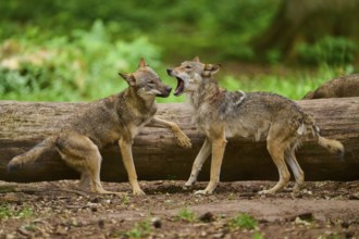Wolf (Canis lupus), a tense moment between two wolves in front of a tree trunk in the forest,