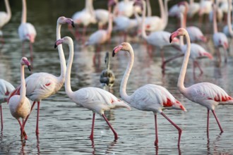 Pink flamingos (Phoenicopterus roseus), standing in the pond, Pont de Gau Bird Park,