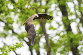 Black kite (Milvus migrans) flying in a forest in early summer, Bavaria, Germany
