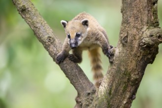 South American coati (Nasua nasua) youngster klimbing a little tree, captive, Zoo Augsburg