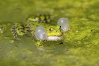 Edible frog (Pelophylax esculentus) in water, Bavaria, Germany