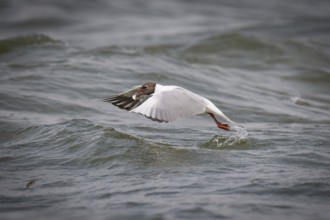 Black-headed gull (Chroicocephalus ridibundus) in summer plumage, with a small fish in its beak,