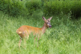 A female roe deer (Capreolus capreolus) stands in a green meadow. Bavaria, Germany