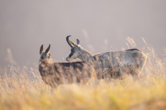 Chamois (Rupicapra rupicapra) mother with her youngster on a meadow in the Vosges Mountains,