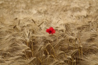 Corn poppy (Papaver rhoeas) in barley field, barley, (Hordeum vulgare) cereals, Normandy, Calvados,