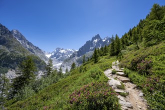 Picturesque mountain landscape with blooming alpine roses, imposing mountain peaks and glaciers,