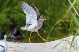 Bird with spread wings next to another bird at the water's edge, redshank, (Tringa totanus), France