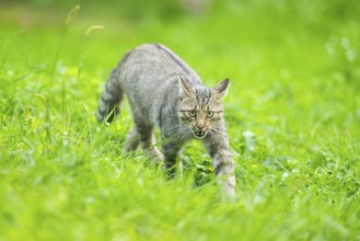European wildcat (Felis silvestris silvestris) on a meadow, Hesse, Germany