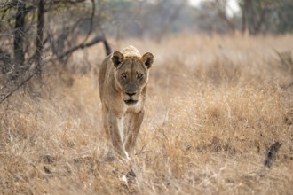 Looking into the camera, lioness on the prowl, Kruger National Park, South Africa