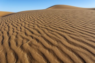 A sandy desert with a blue sky in the background. The sand is ribbed and has a slight slope.