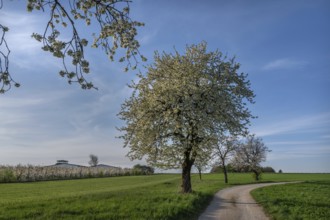 Old flowering cherry tree (Prunus avium), on the left a young, flowering cherry orchard, Franconia,