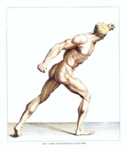 Anatomy, symbolic, man, side view of the gladiator in the Villa Borghese, Rome, Italy, anatomical