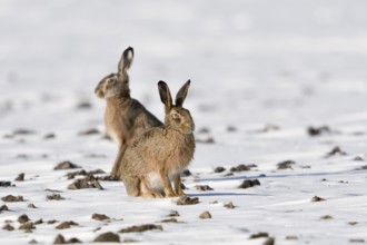 Winter hares... European hare (Lepus europaeus), two hares on a snowy field, funny facial