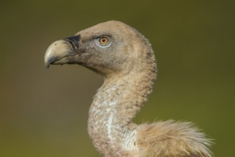 Griffon Vulture (Gyps fulvus), portrait, Castile and Leon, Spain