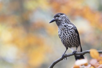 Nutcracker - Tannenhäher - Nucifraga caryocatactes ssp. caryocatactes, Germany, adult