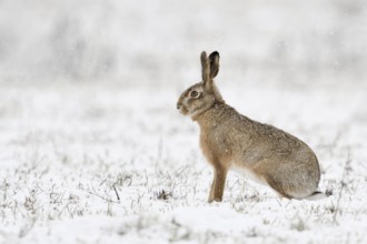 European Hare (Lepus europaeus) adult in snow covered field, North Rhine-Westphalia, Germany
